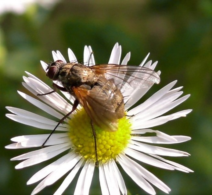 Muscidae - igazi legyek