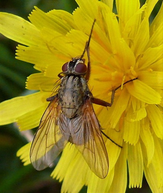 Phaonia angelicae
