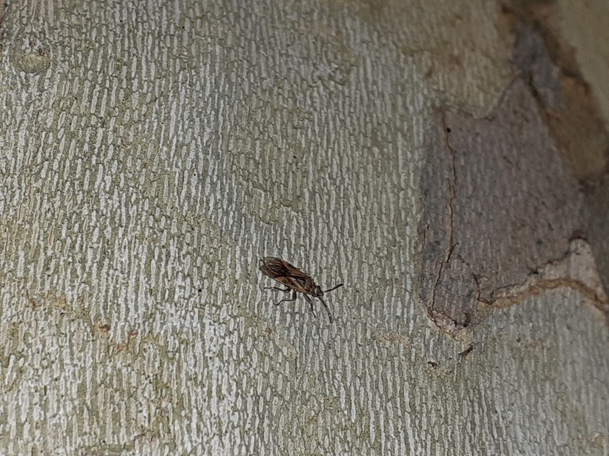 Arocatus longiceps - platánbodobács