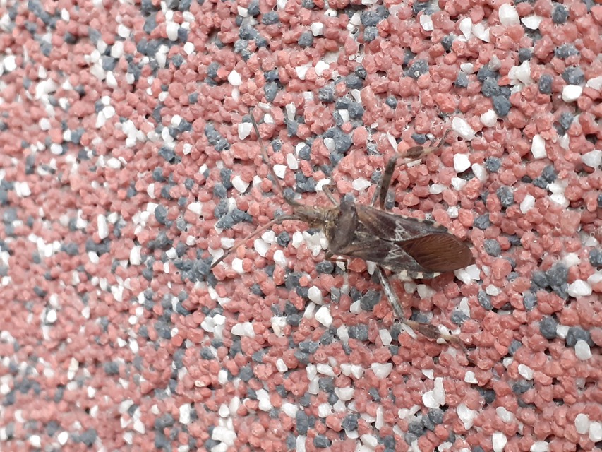 Leptoglossus occidentalis - nyugati levéllábú poloska