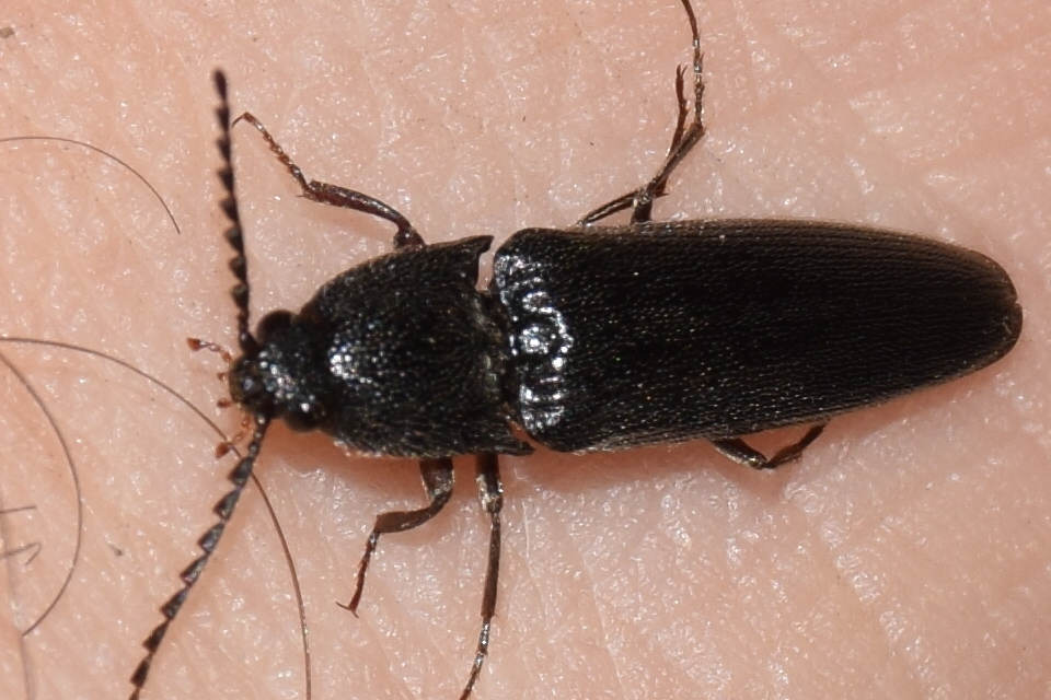 Melanotus