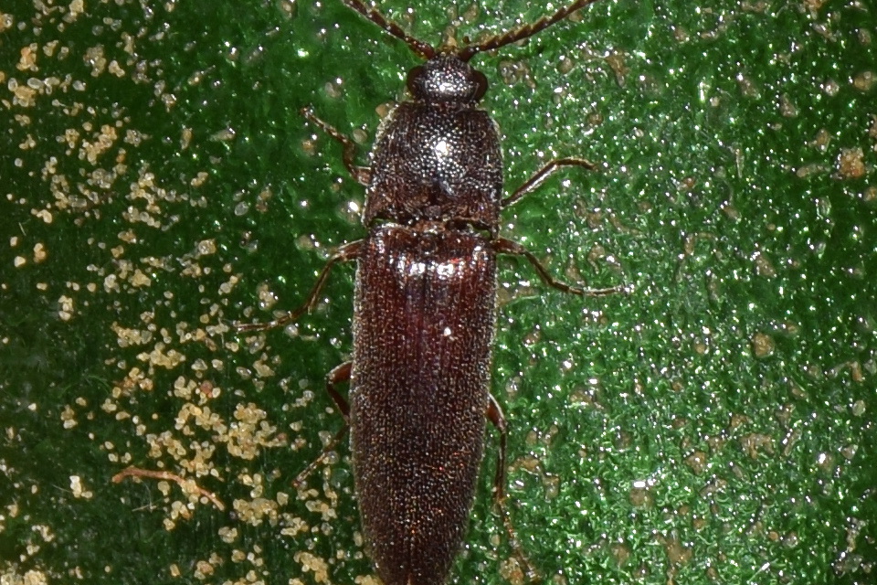 Melanotus