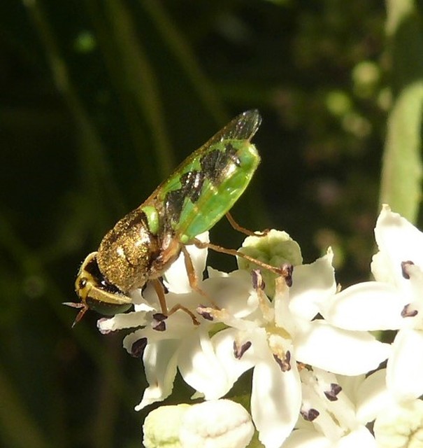 Odontomyia angulata - háromszöges zömöklégy