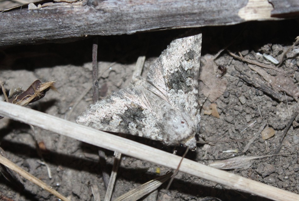 Hecatera bicolorata - világos kertibagoly