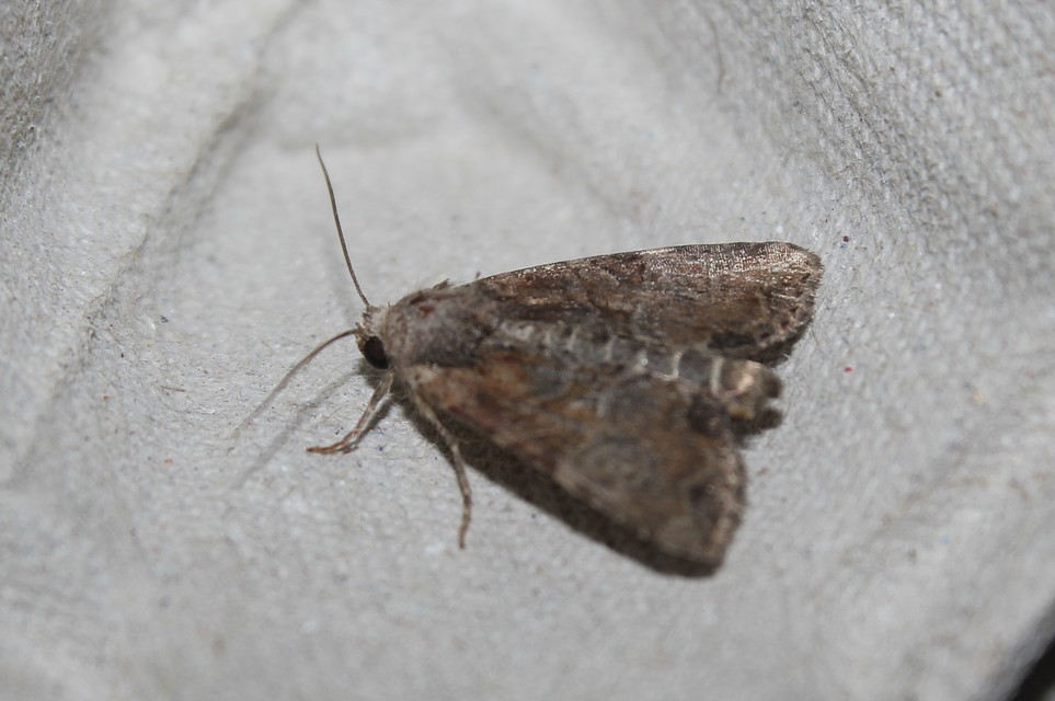 Mesoligia furuncula - kétszínű dudvabagoly