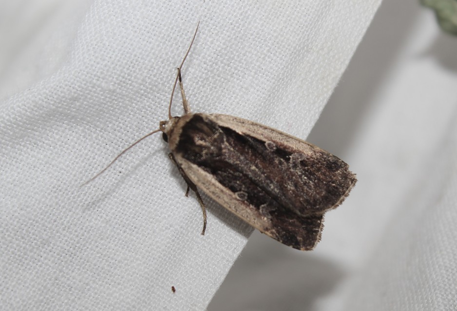 Ochropleura plecta - fehérszegélyű fűbagoly