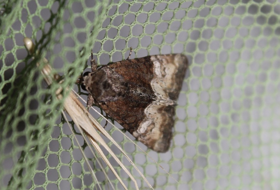 Mesoligia furuncula - kétszínű dudvabagoly
