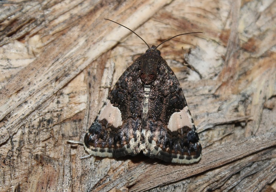 Tyta luctuosa - fekete nappalibagoly