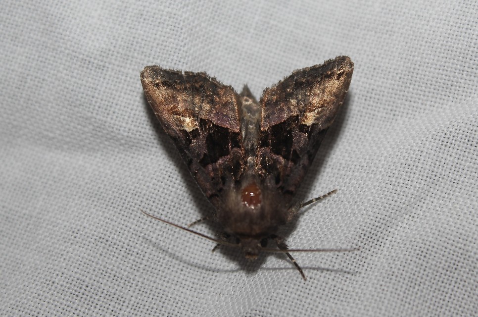 Euplexia lucipara - szeder-csipkésbagoly