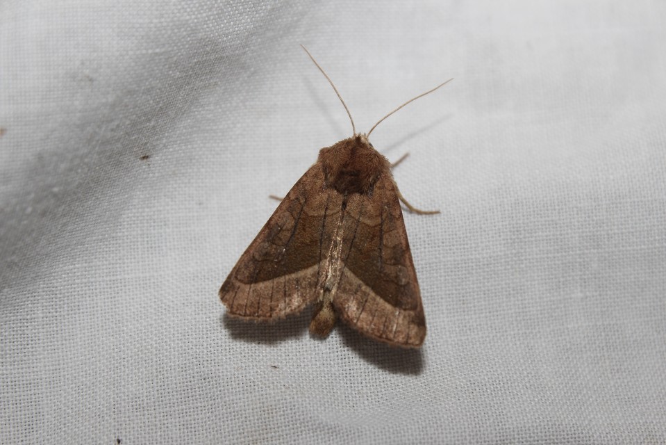 Hydraecia micacea - csillogó acsalapubagoly