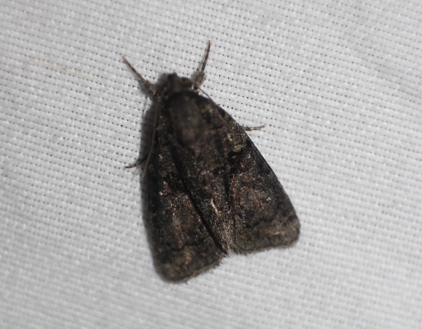 Cryphia algae - sárgászöld zuzmóbagoly