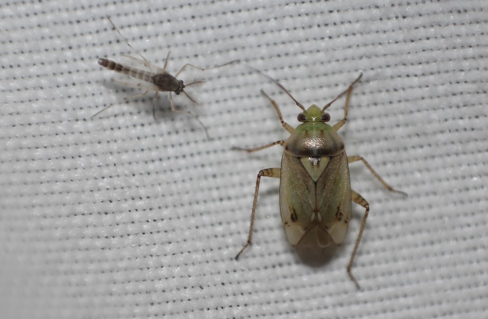 Lygus gemellatus - világoszöld mezeipoloska