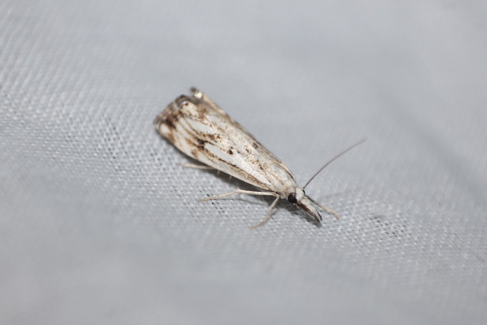 Catoptria falsella - hálós fűgyökérmoly