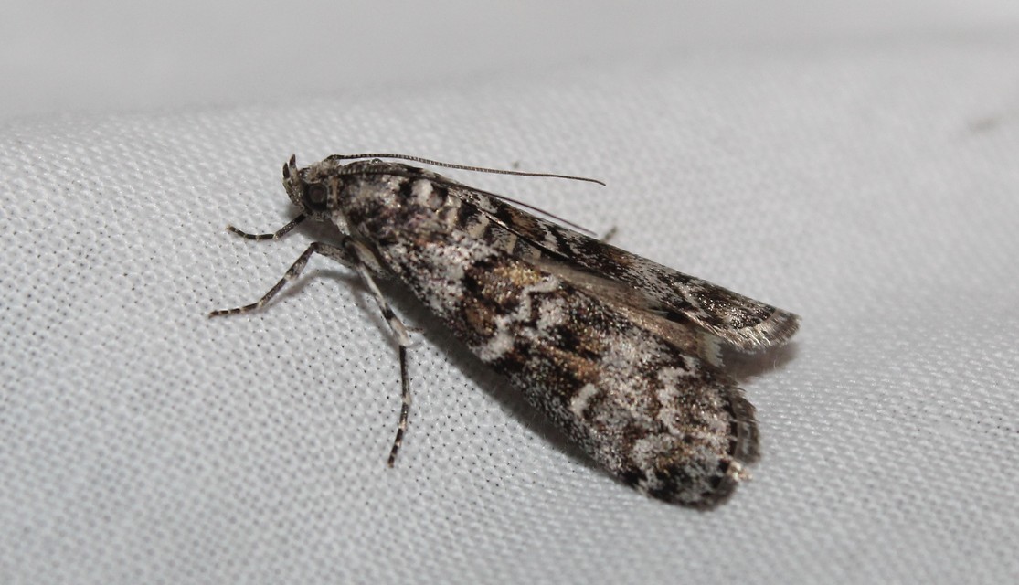 Dioryctria