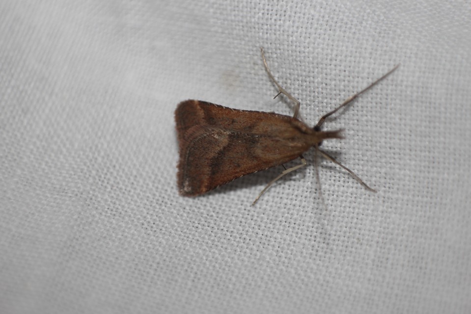 Synaphe punctalis - hosszúlábú fényilonca