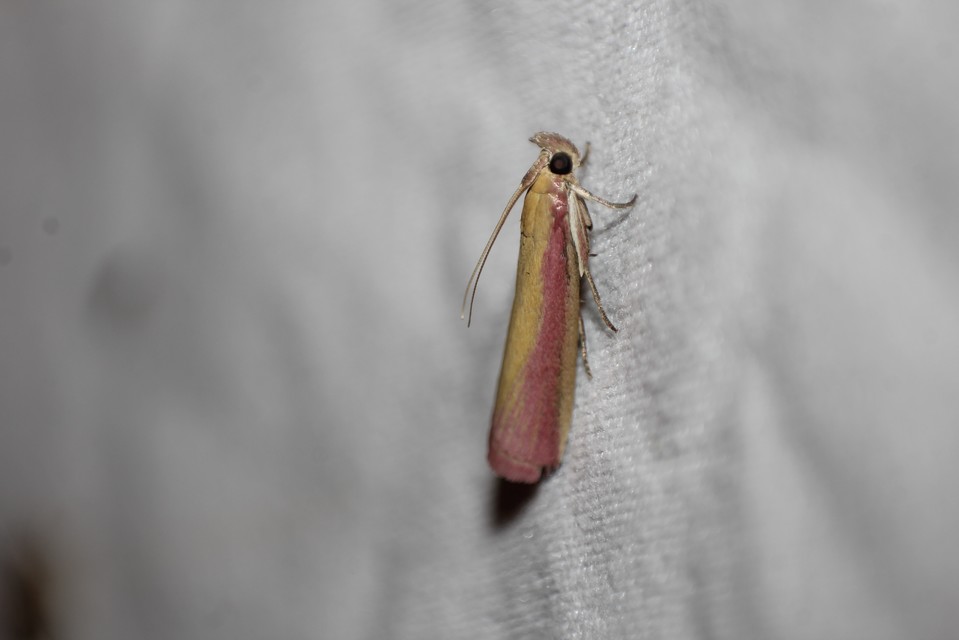 Oncocera semirubella - lucernamoly