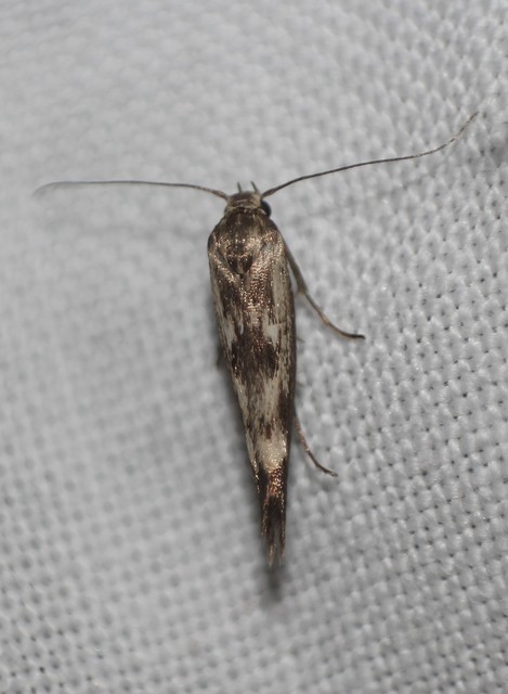 Scythris limbella - parajfonó zöldmoly