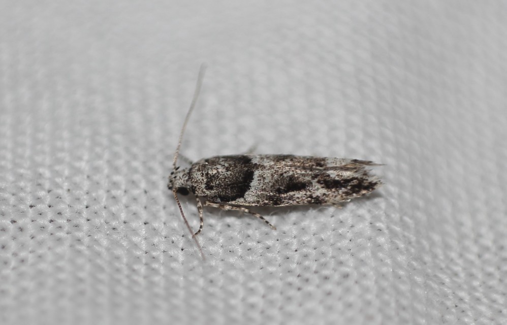 Recurvaria nanella - kis vörös-rügysodrómoly
