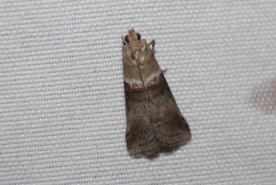 Acrobasis tumidana - bordás karcsúmoly