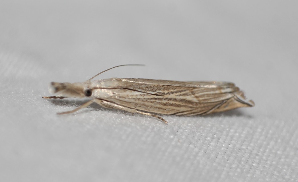 Metacrambus carectellus - homoki fűgyökérmoly
