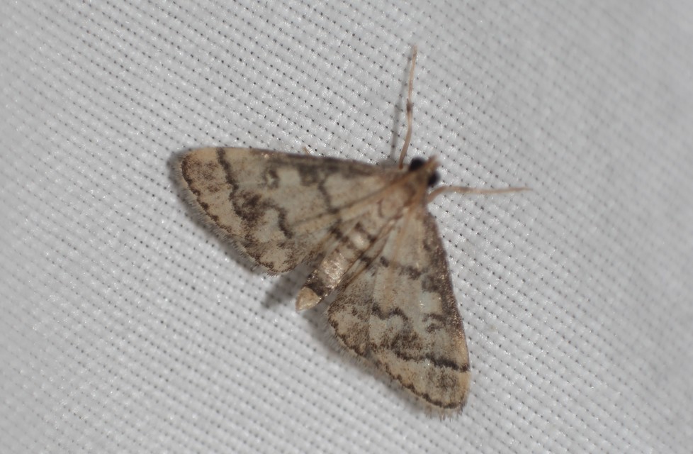 Metasia ophialis - kígyósávos tűzmoly