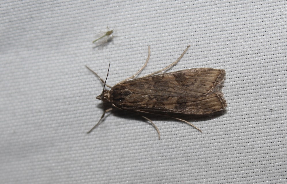 Nomophila noctuella - közönséges vándormoly
