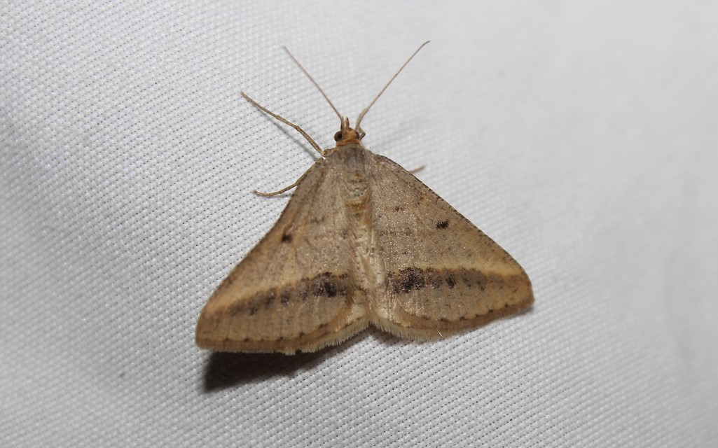 Tephrina arenacearia - lucerna-araszoló