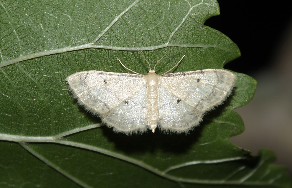 Idaea politaria - vonalas apróaraszoló