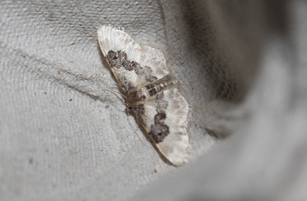 Idaea rusticata - tarka apróaraszoló
