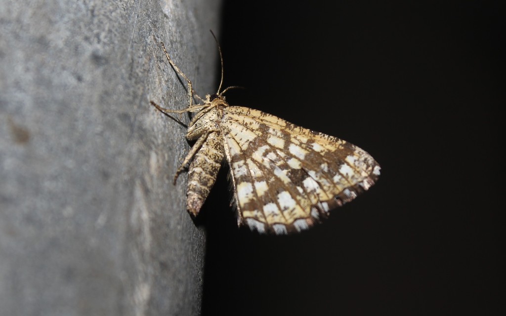 Chiasmia clathrata - rácsos rétiaraszoló