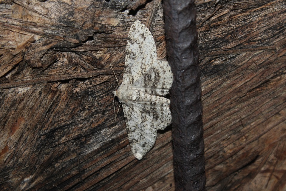 Ascotis selenaria - holdas faaraszoló