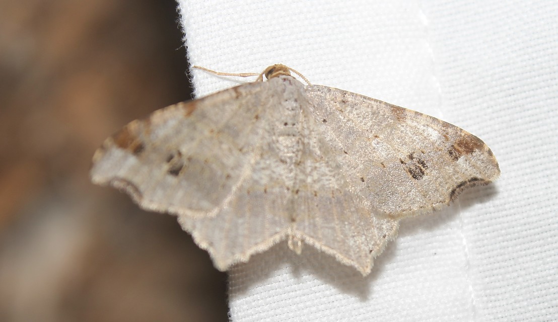 Macaria alternata - közönséges szürkearaszoló