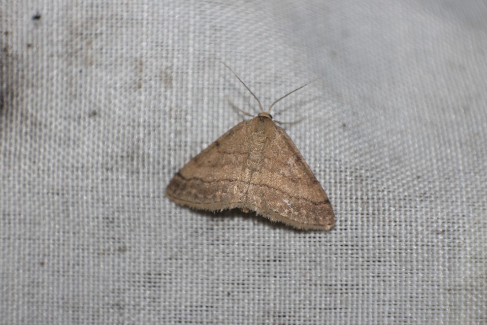 Scopula rubiginata - réti pirosaraszoló