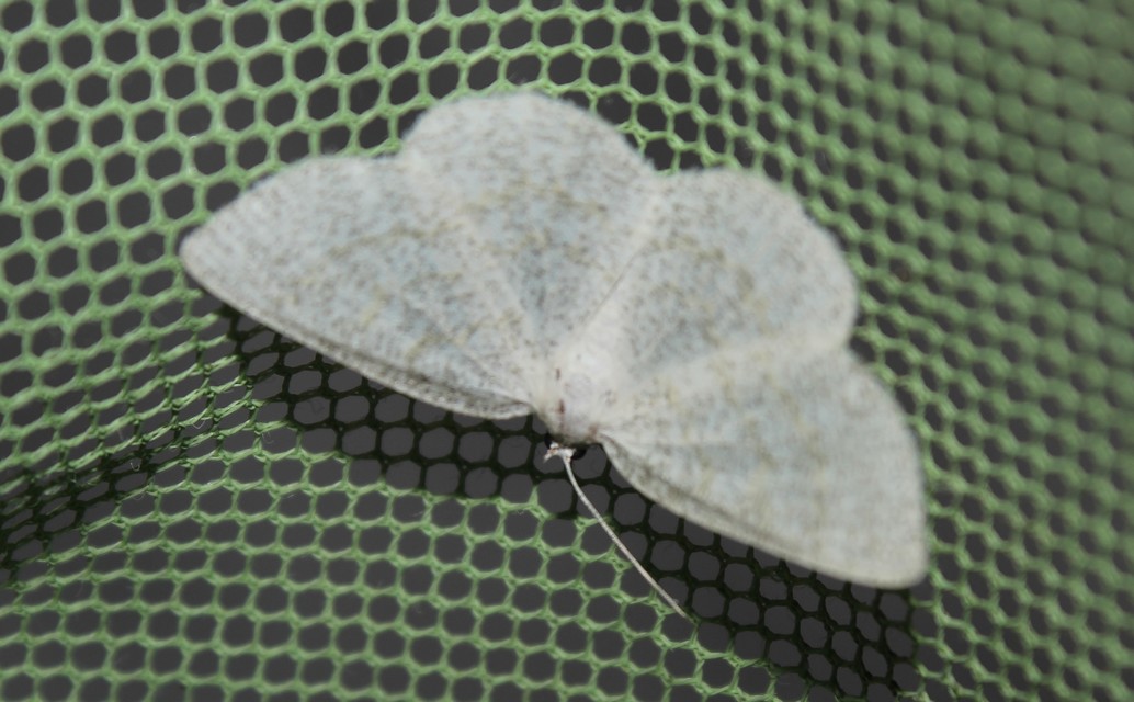 Cabera exanthemata - pettyes égeraraszoló
