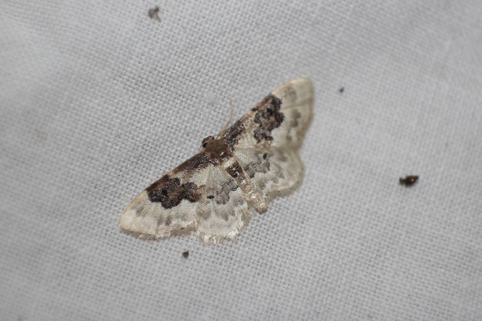 Idaea rusticata - tarka apróaraszoló