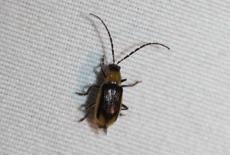 Diabrotica virgifera - amerikai kukoricabogár