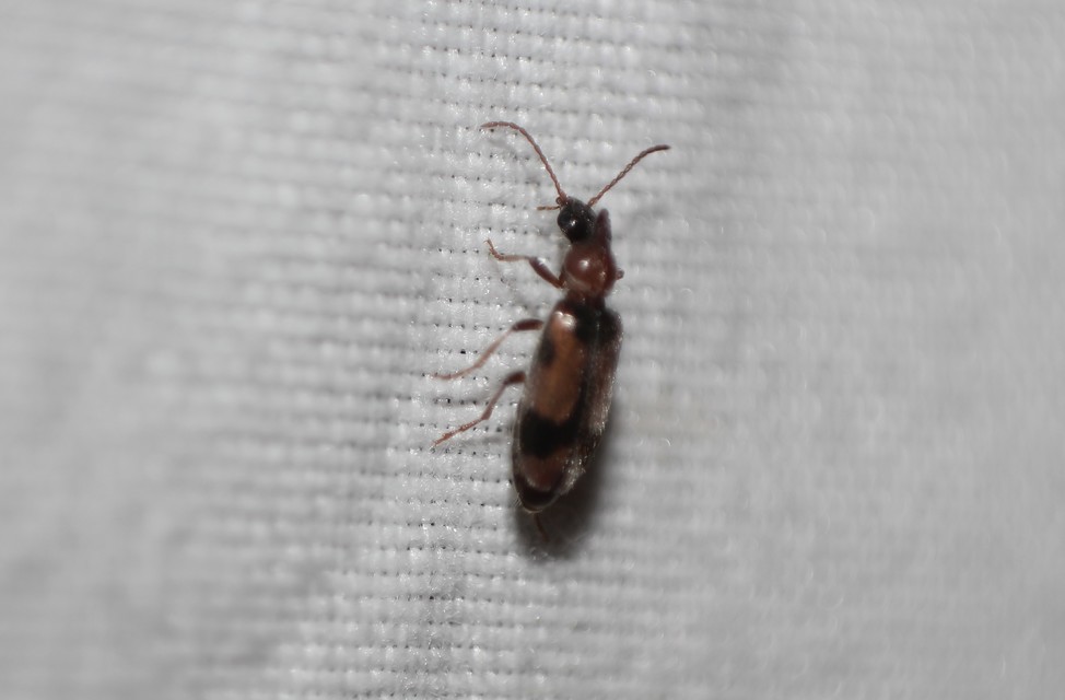 Notoxus monoceros - sárgahasú nyakszarvúbogár