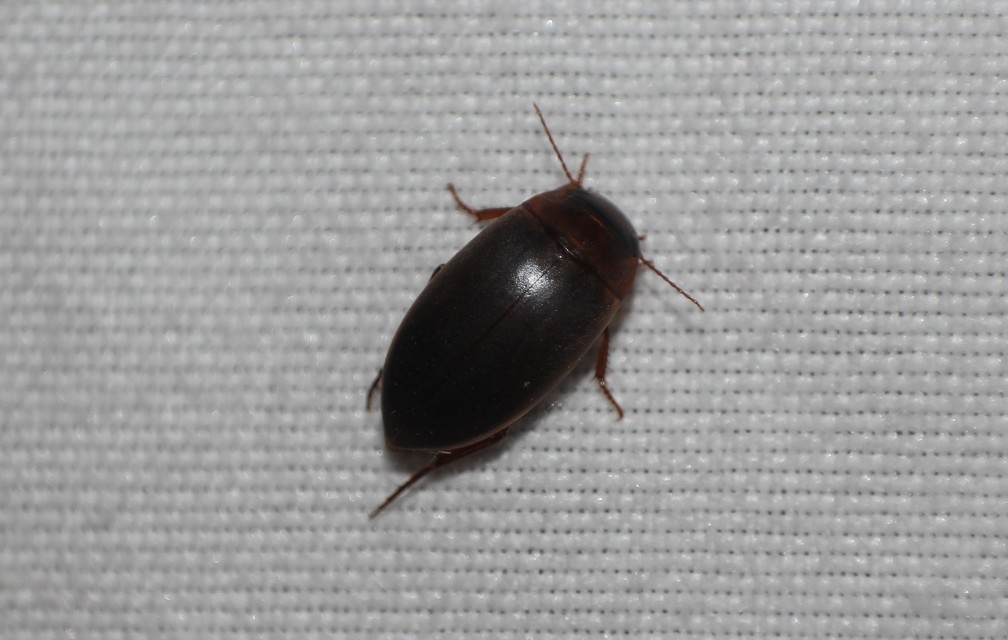 Liopterus haemorrhoidalis - rozsdás csíkbogár