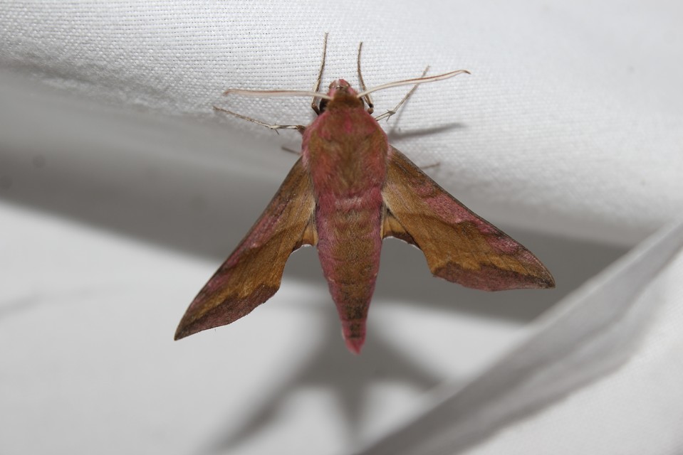 Deilephila porcellus - piros szender