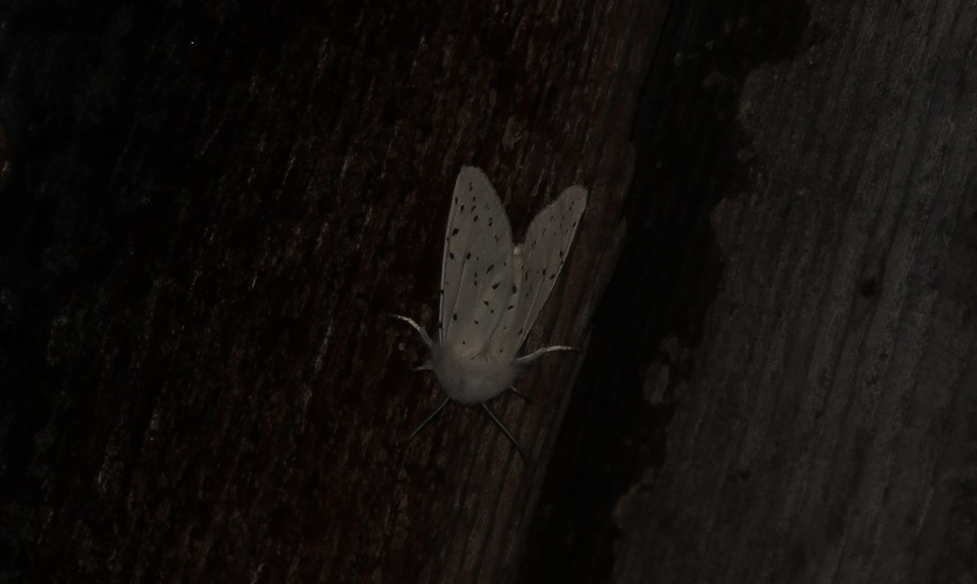 Spilosoma lubricipedum - tejszínű medvelepke