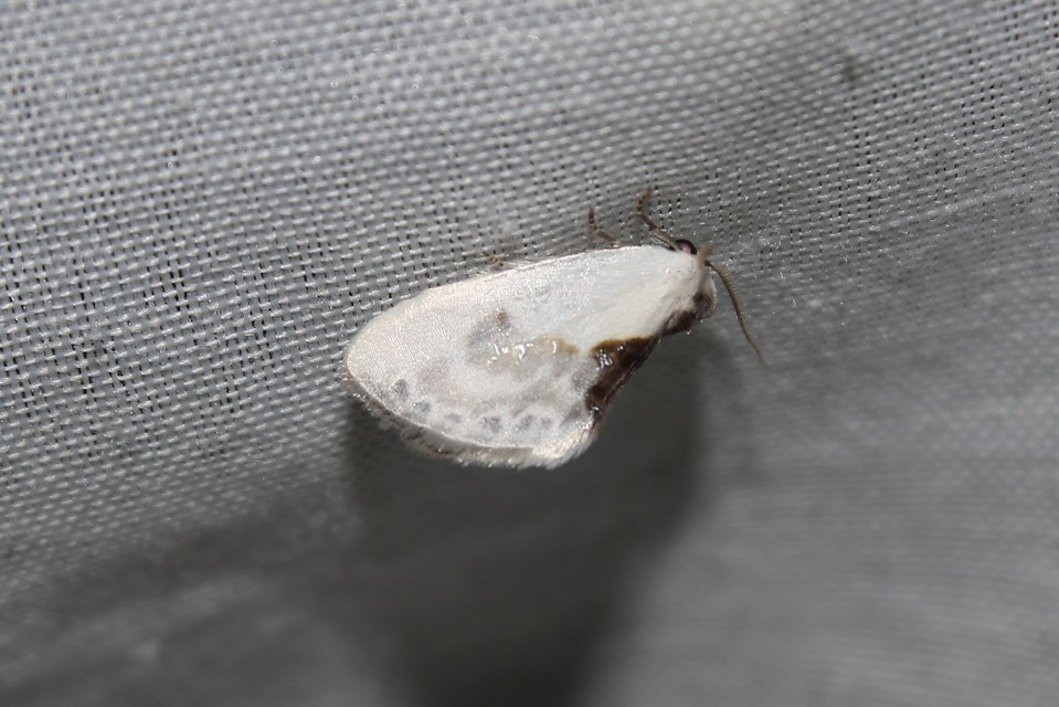 Cilix glaucata - törpe sarlósszövő