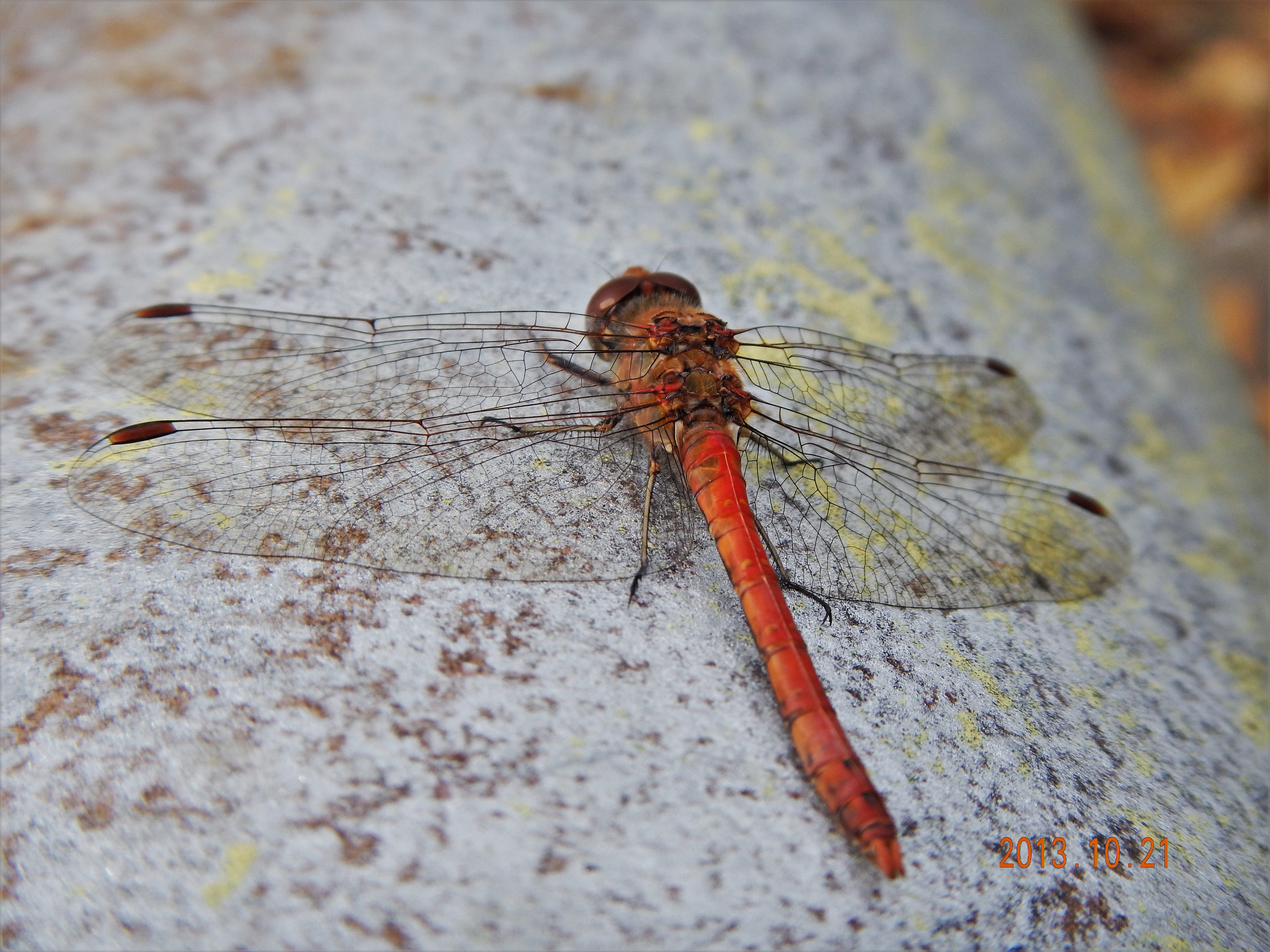Sympetrum striolatum/vulgatum