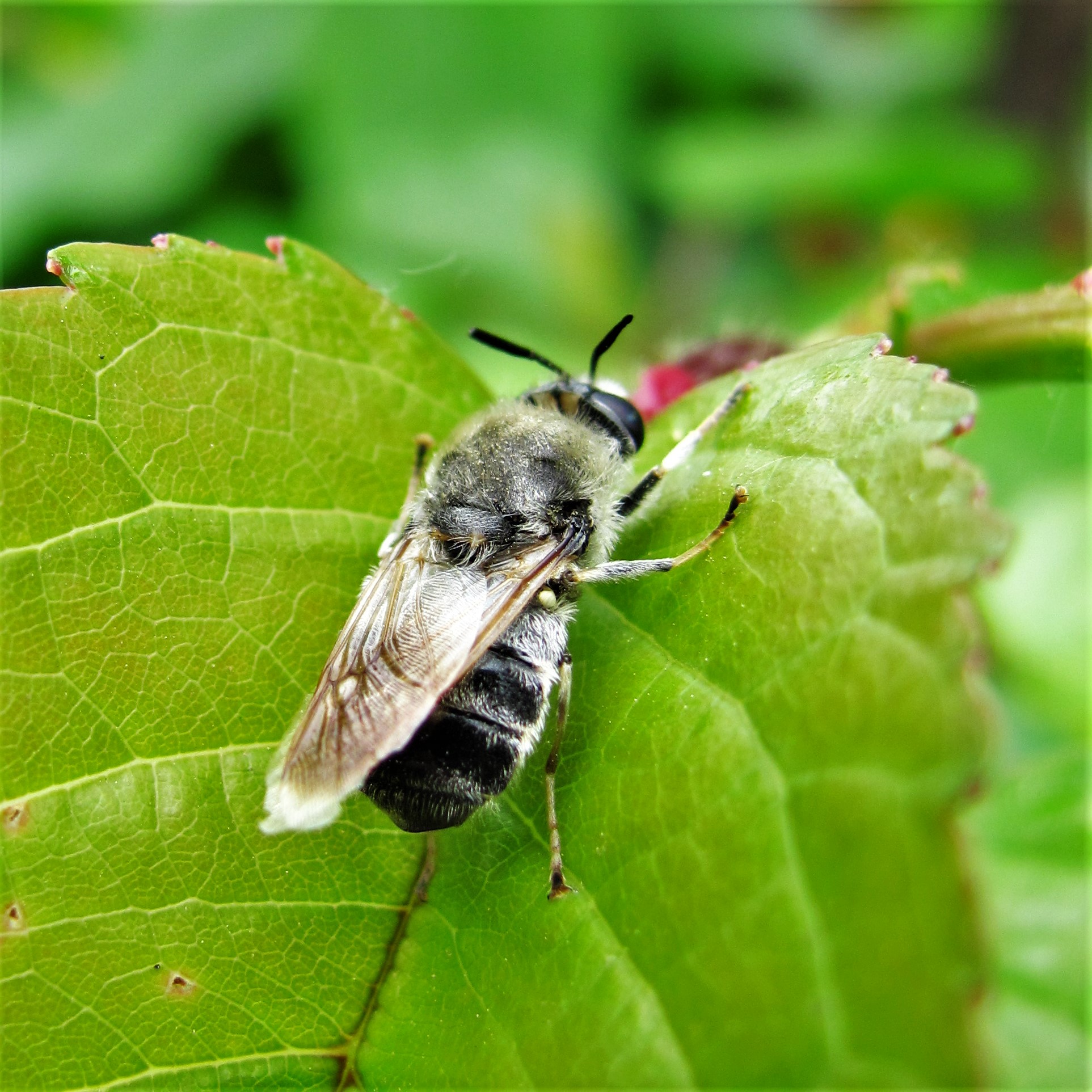 Stratiomys longicornis - hosszúcsápú katonalégy