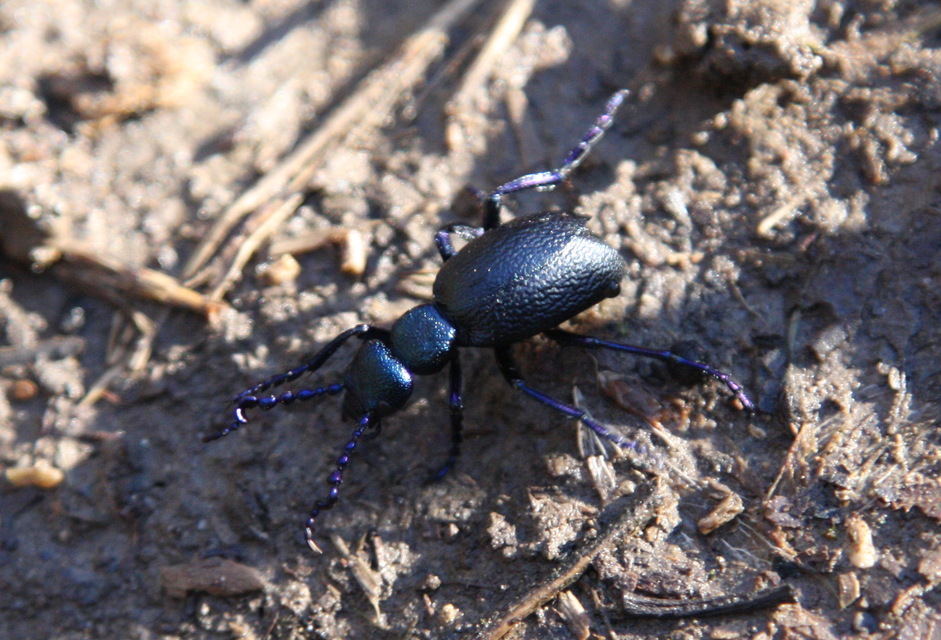 Meloe proscarabaeus - közönséges nünüke