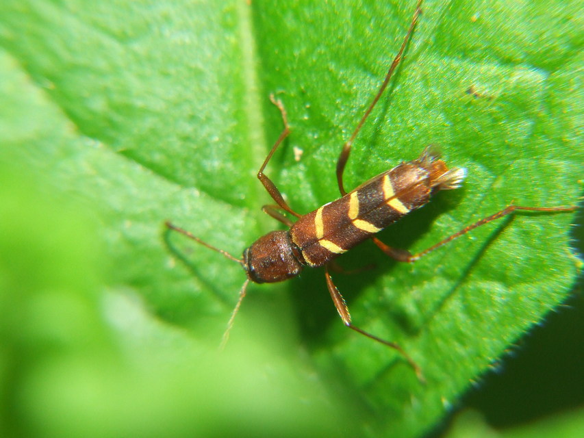 Neoclytus acuminatus - amerikai darázscincér