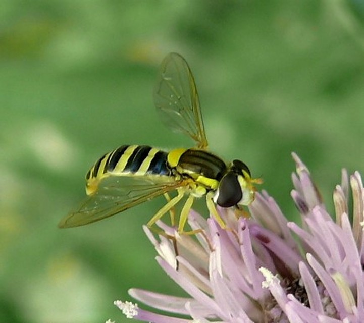Sphaerophoria