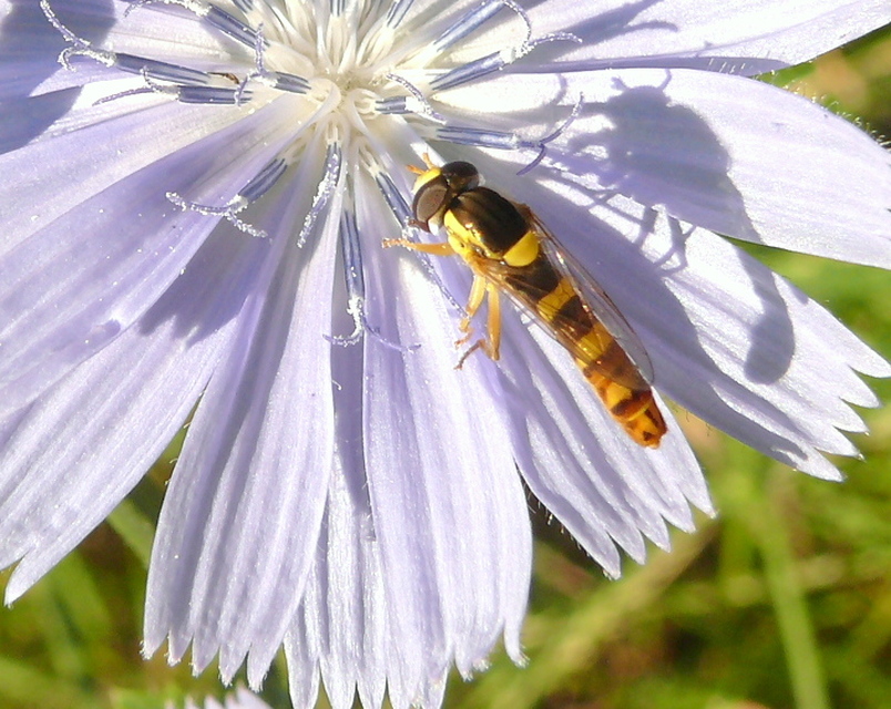 Sphaerophoria
