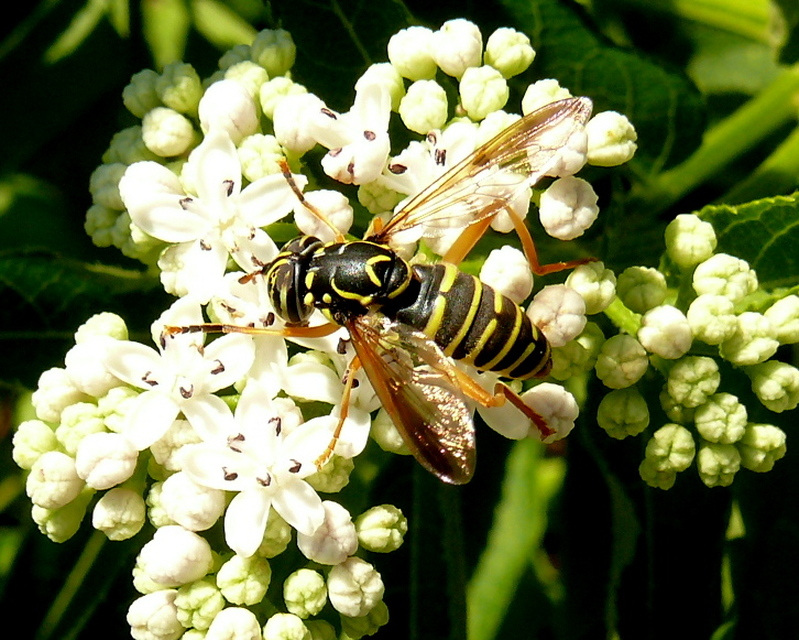 Spilomyia saltuum - keskenysávú odúzengőlégy