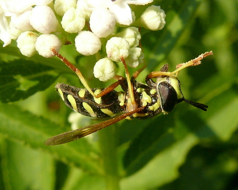 Chrysotoxum