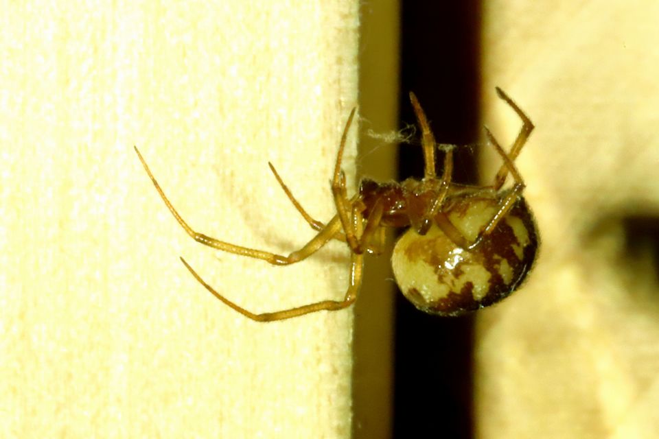 Steatoda triangulosa - háromszöges faggyúpók